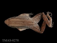 藏品(腹斑蛙)的圖片